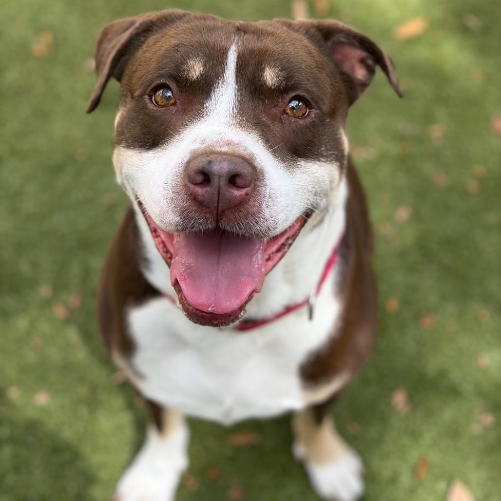 Pumba, a Adoptable mixed breed in Titusville, FL image 5/6