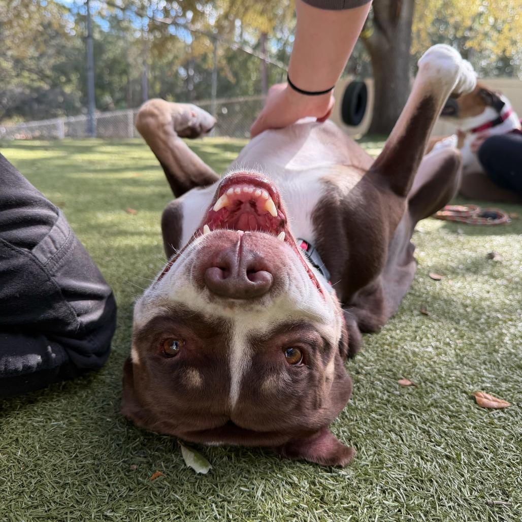 Enlarge Pumba, a Adoptable mixed breed in Titusville, FL image 6/6