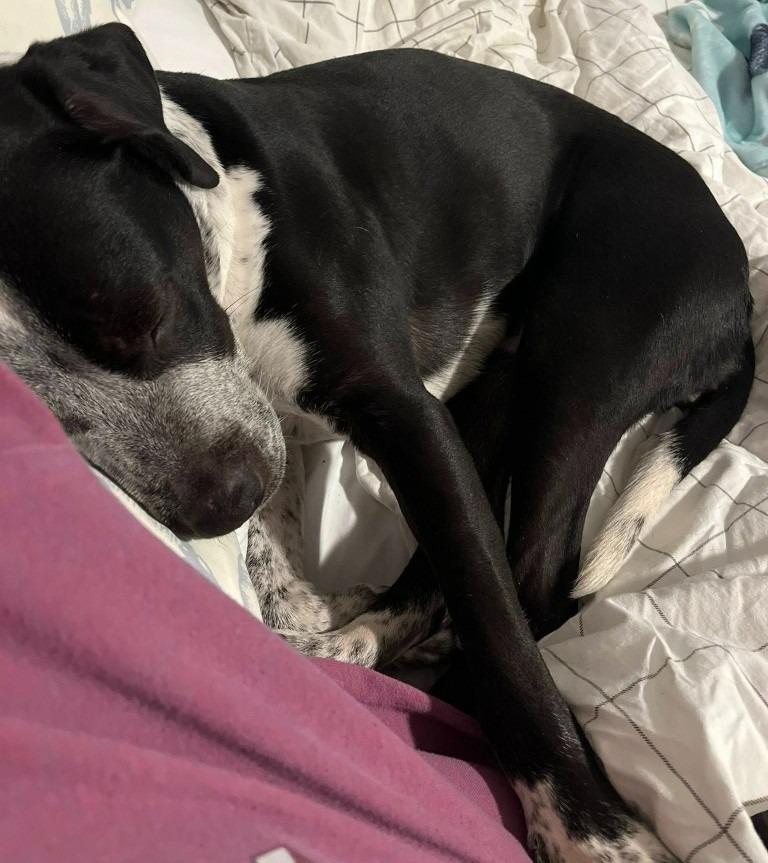 Cosma, a Adoptable mixed breed in Minneapolis, MN image 2/6