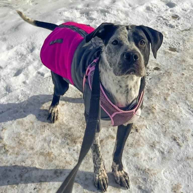 Cosma, a Adoptable mixed breed in Minneapolis, MN image 5/6