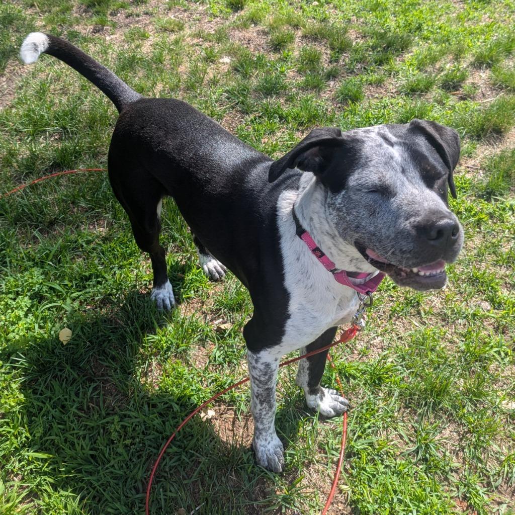 Enlarge Cosma, a Adoptable mixed breed in Minneapolis, MN image 6/6