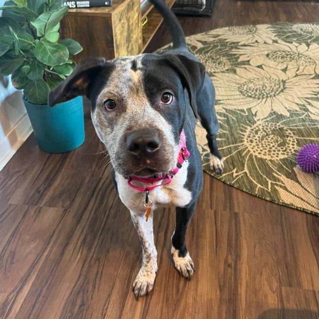 Cosma, Adoptable, Adult Female Pit Bull Terrier & Pointer.