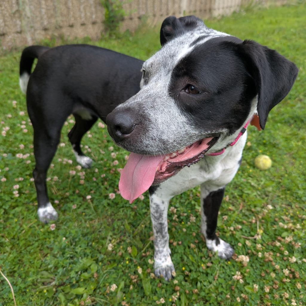 Enlarge Cosma, a Adoptable mixed breed in Minneapolis, MN image 2/6