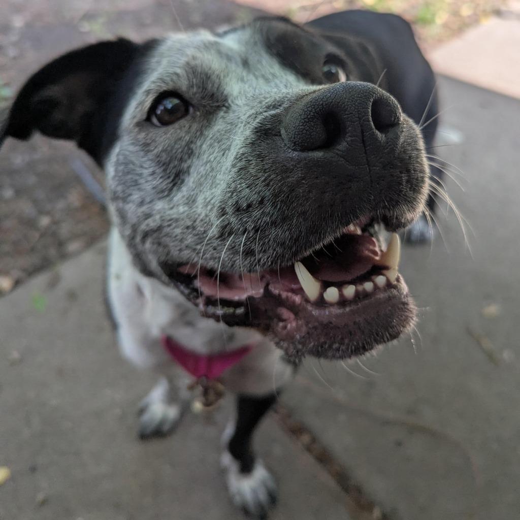 Cosma, Adoptable, Adult Female Pit Bull Terrier & Pointer.