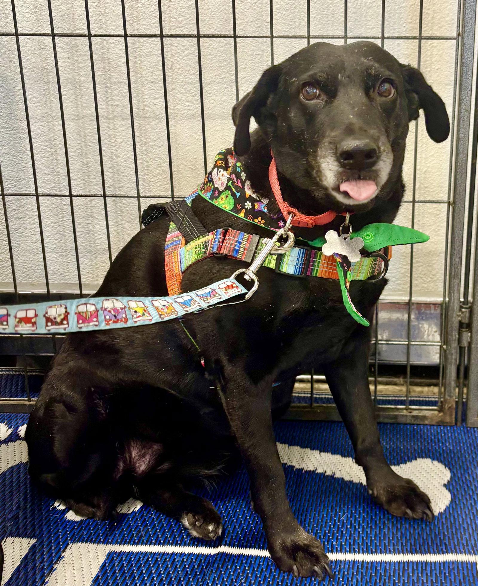 Enlarge Girlie, a Adoptable mixed breed in Glendale, AZ image 1/3
