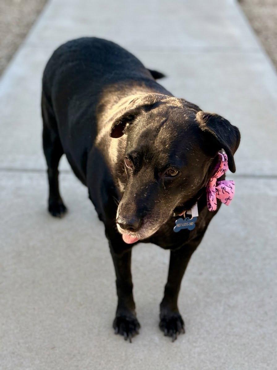 Enlarge Girlie, a Adoptable mixed breed in Glendale, AZ image 1/3
