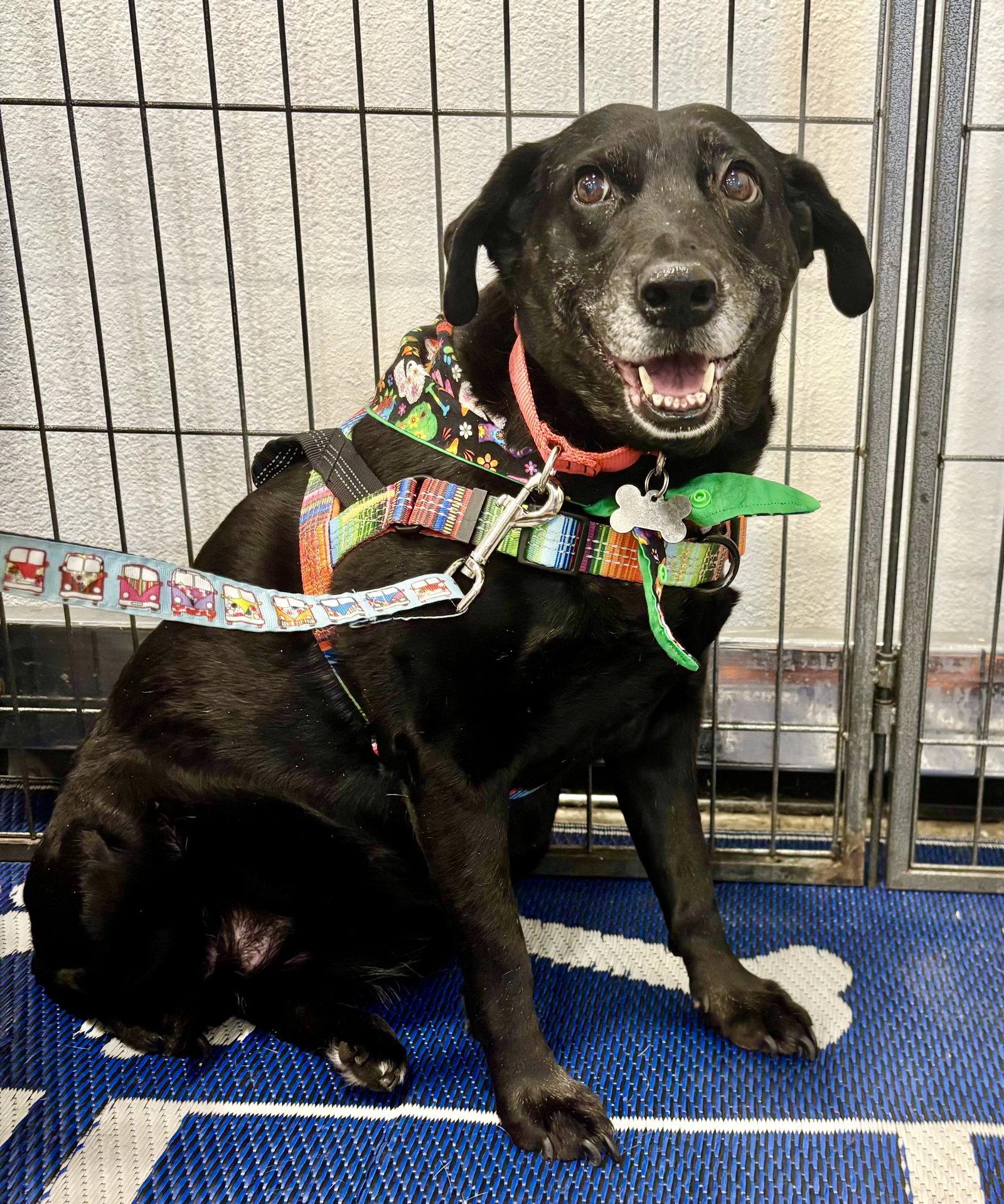Enlarge Girlie, a Adoptable mixed breed in Glendale, AZ image 2/3