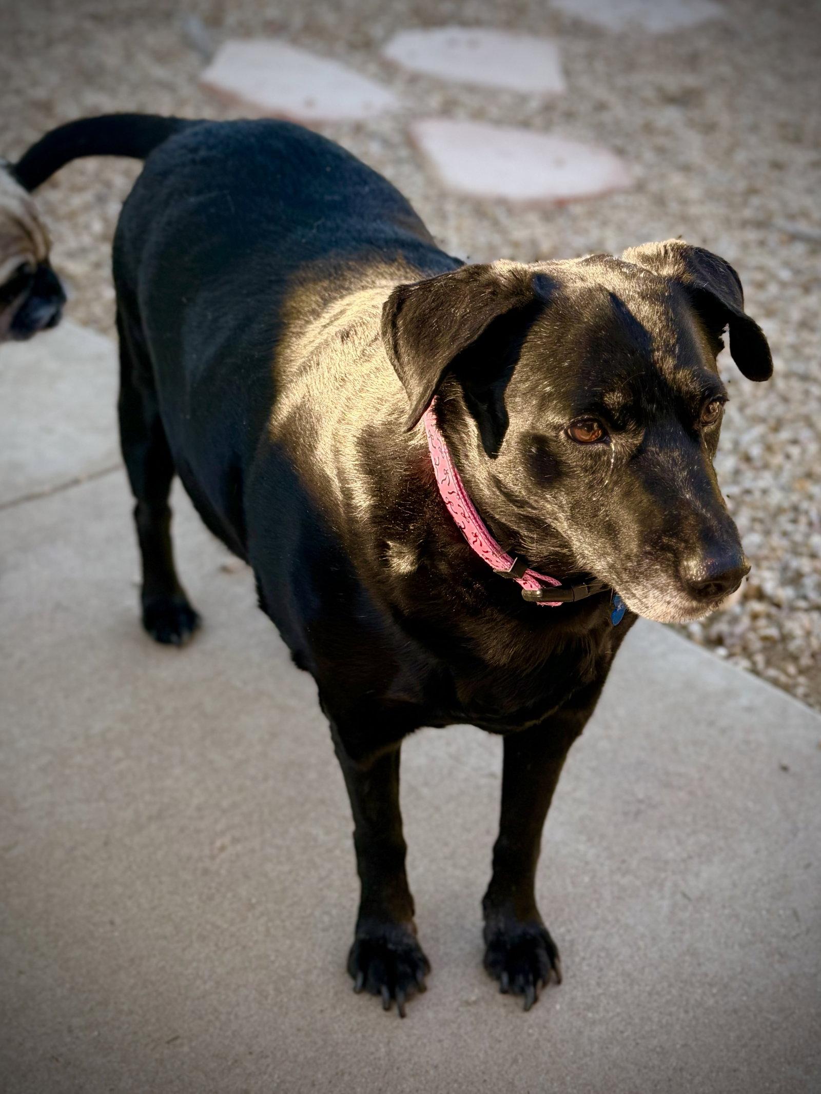 Enlarge Girlie, a Adoptable mixed breed in Glendale, AZ image 2/3