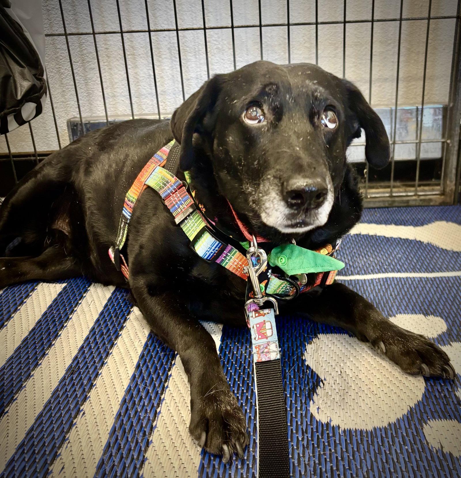 Enlarge Girlie, a Adoptable mixed breed in Glendale, AZ image 3/3