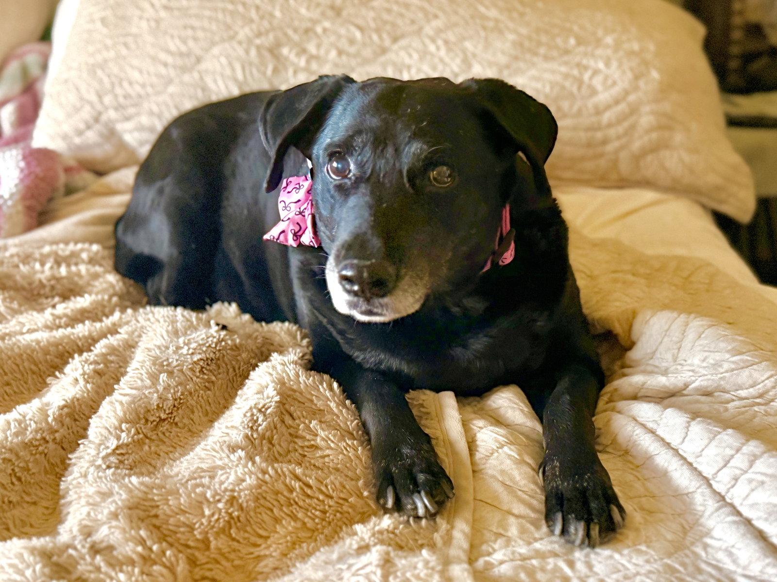 Enlarge Girlie, a Adoptable mixed breed in Glendale, AZ image 3/3