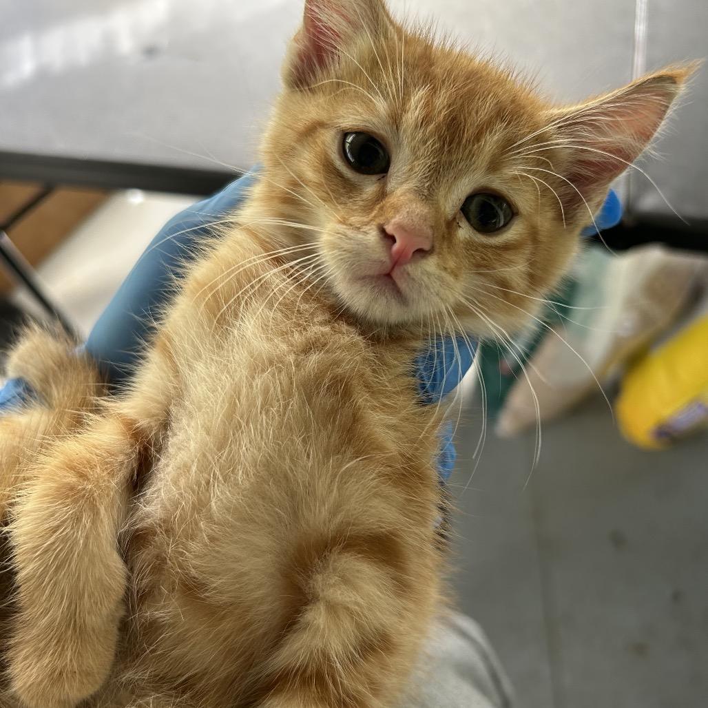 Squish, Adoptable, Kitten Female Domestic Short Hair.