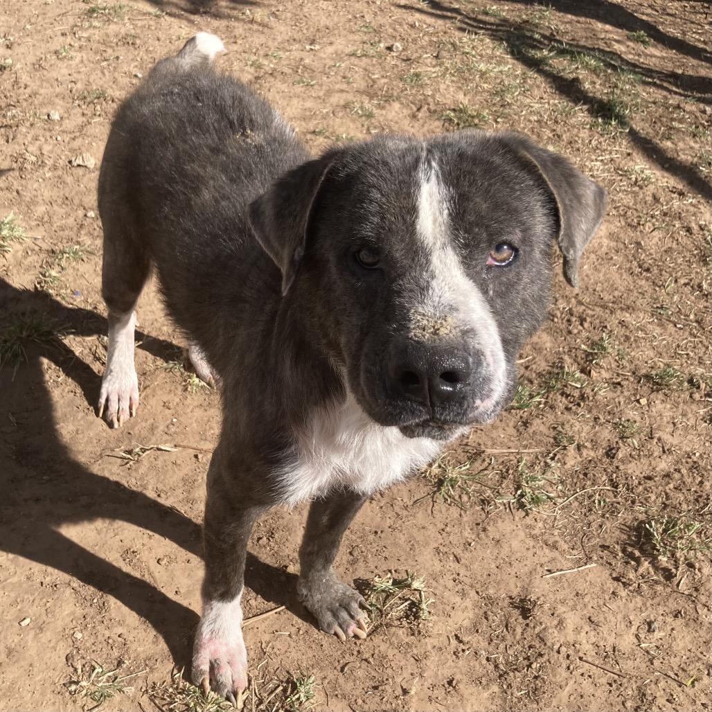 Conall, Adoptable, Adult Male Pit Bull Terrier.