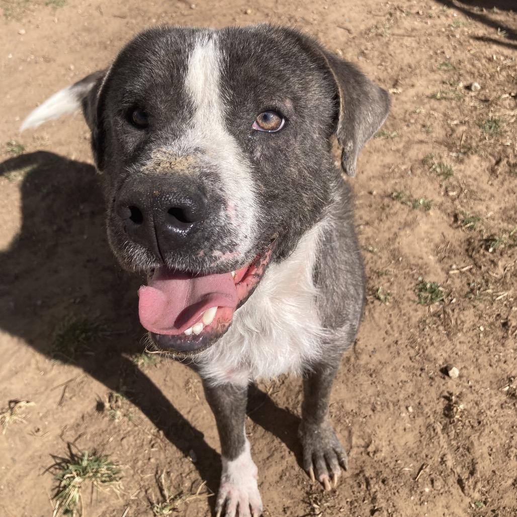 Enlarge Conall, a Adoptable Pit Bull Terrier in Sand Springs, OK image 4/6