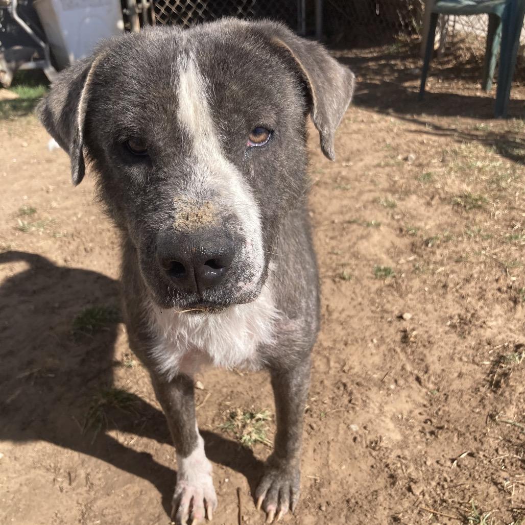 Enlarge Conall, a Adoptable Pit Bull Terrier in Sand Springs, OK image 6/6