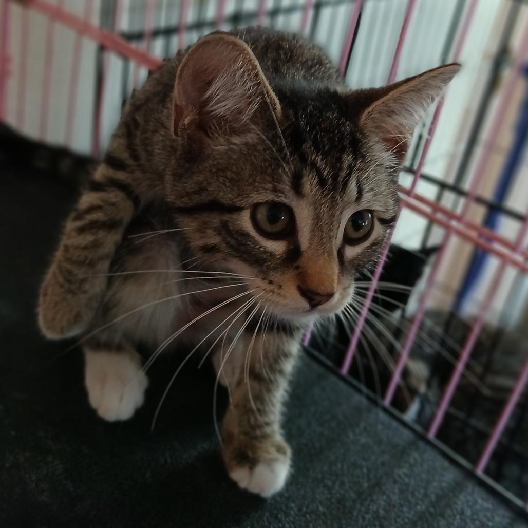 Ivy, Adoptable, Kitten Female Domestic Short Hair.