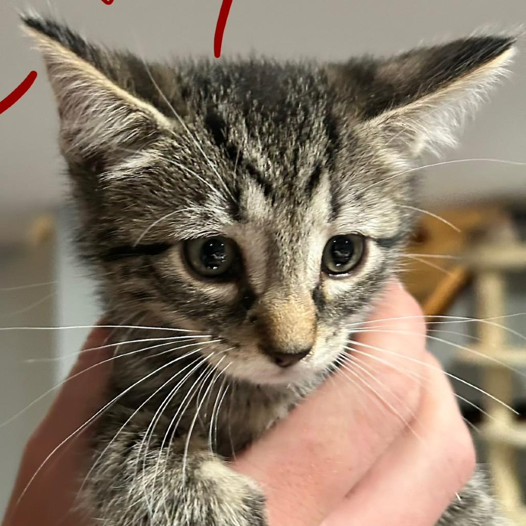 Enlarge Ivy, a Adoptable Domestic Short Hair in Irwin, PA image 2/4
