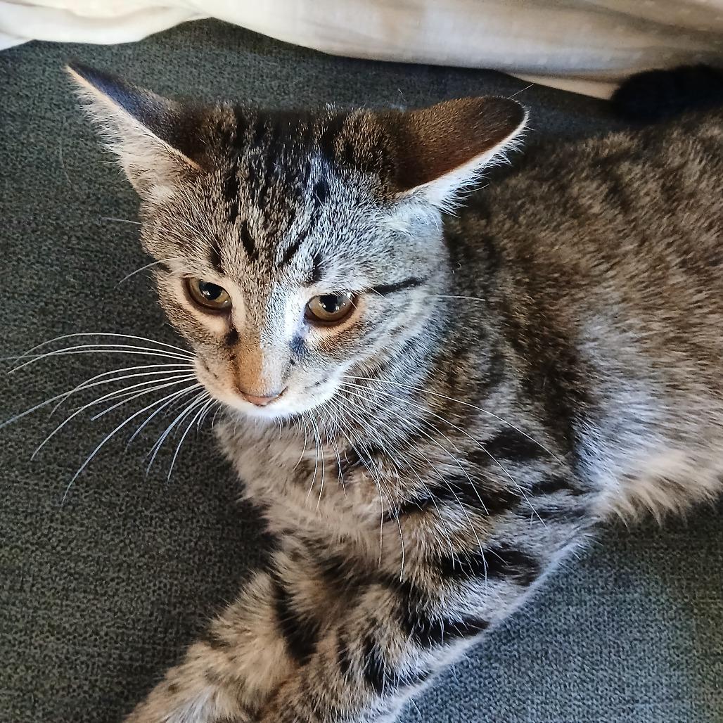 Enlarge Ivy, a Adoptable Domestic Short Hair in Irwin, PA image 3/4