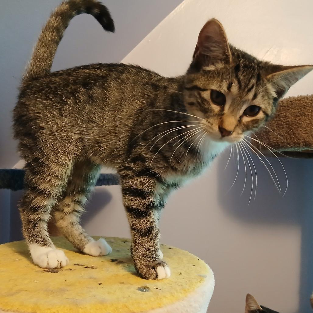 Enlarge Ivy, a Adoptable Domestic Short Hair in Irwin, PA image 4/4