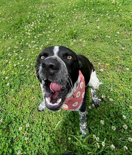 Enlarge Jessica, a ADOPTABLE mixed breed in Fayetteville, AR image 5/5