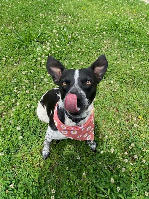 Enlarge Jessica, a ADOPTABLE mixed breed in Fayetteville, AR image 2/5