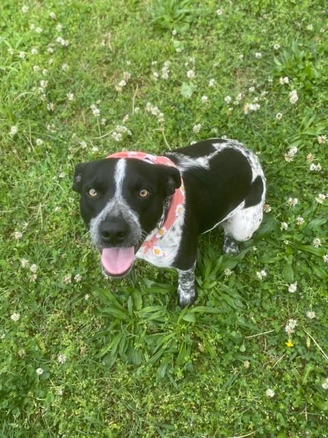 Enlarge Jessica, a ADOPTABLE mixed breed in Fayetteville, AR image 3/5