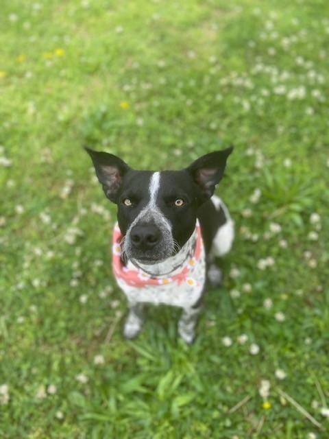 Enlarge Jessica, a ADOPTABLE mixed breed in Fayetteville, AR image 4/5