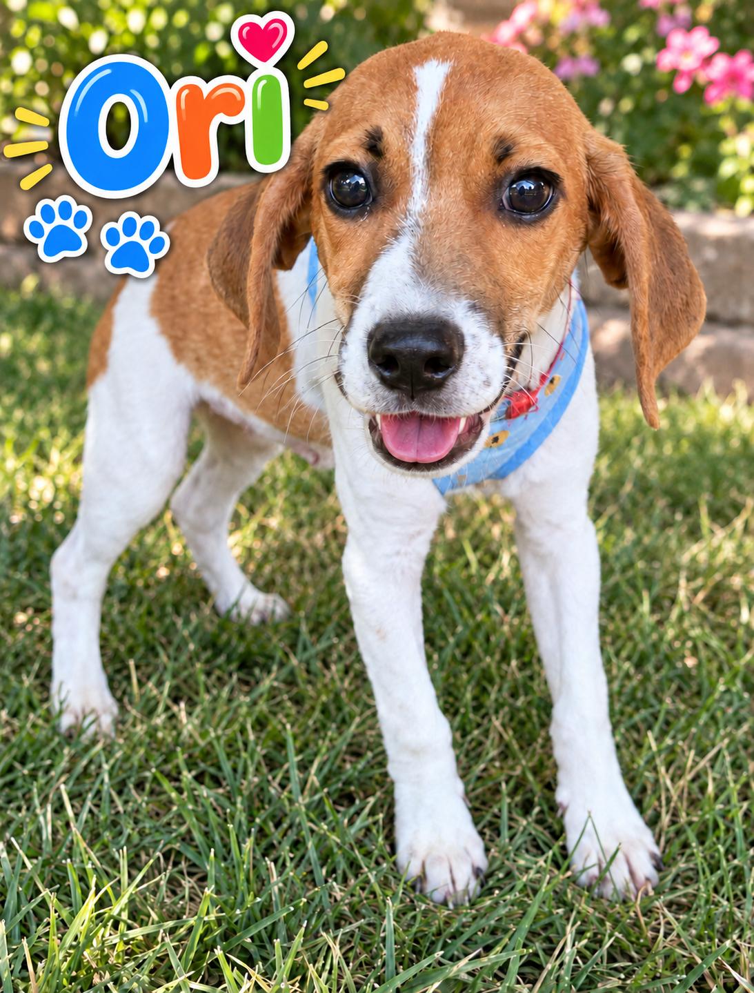 Ori (M), Adoptable, Puppy Male Toy Fox Terrier & Basset Hound.