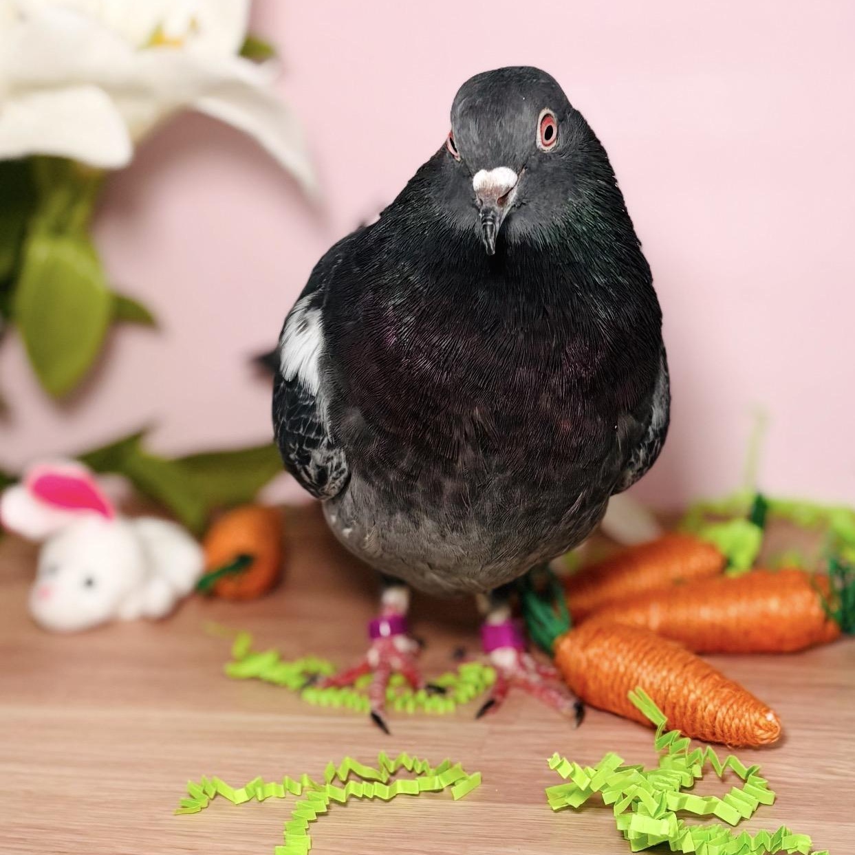 Enlarge Elote, a ADOPTABLE Pigeon in Chicago, IL image 3/3