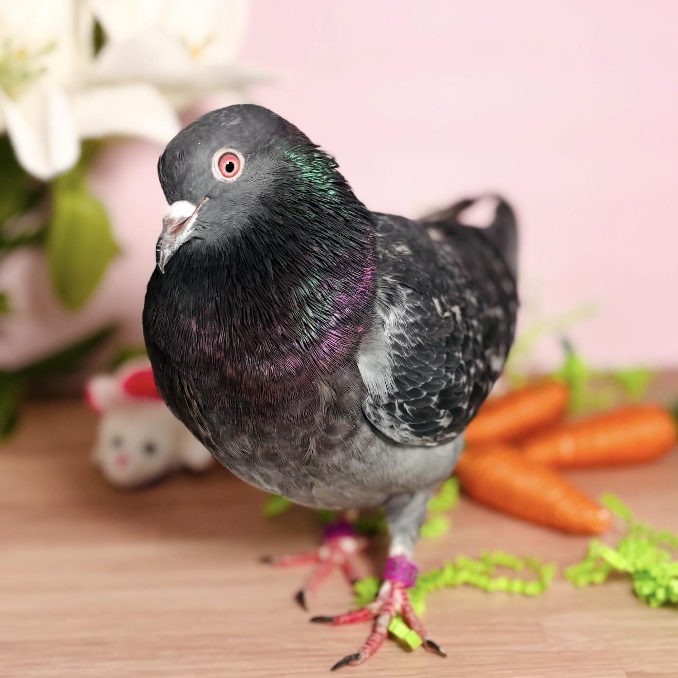 Enlarge Elote, a ADOPTABLE Pigeon in Chicago, IL image 2/3