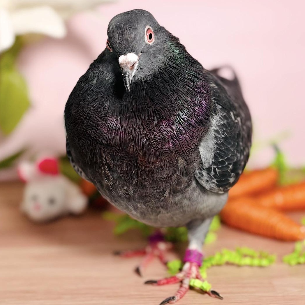 Elote, ADOPTABLE, Adult Unknown Pigeon.