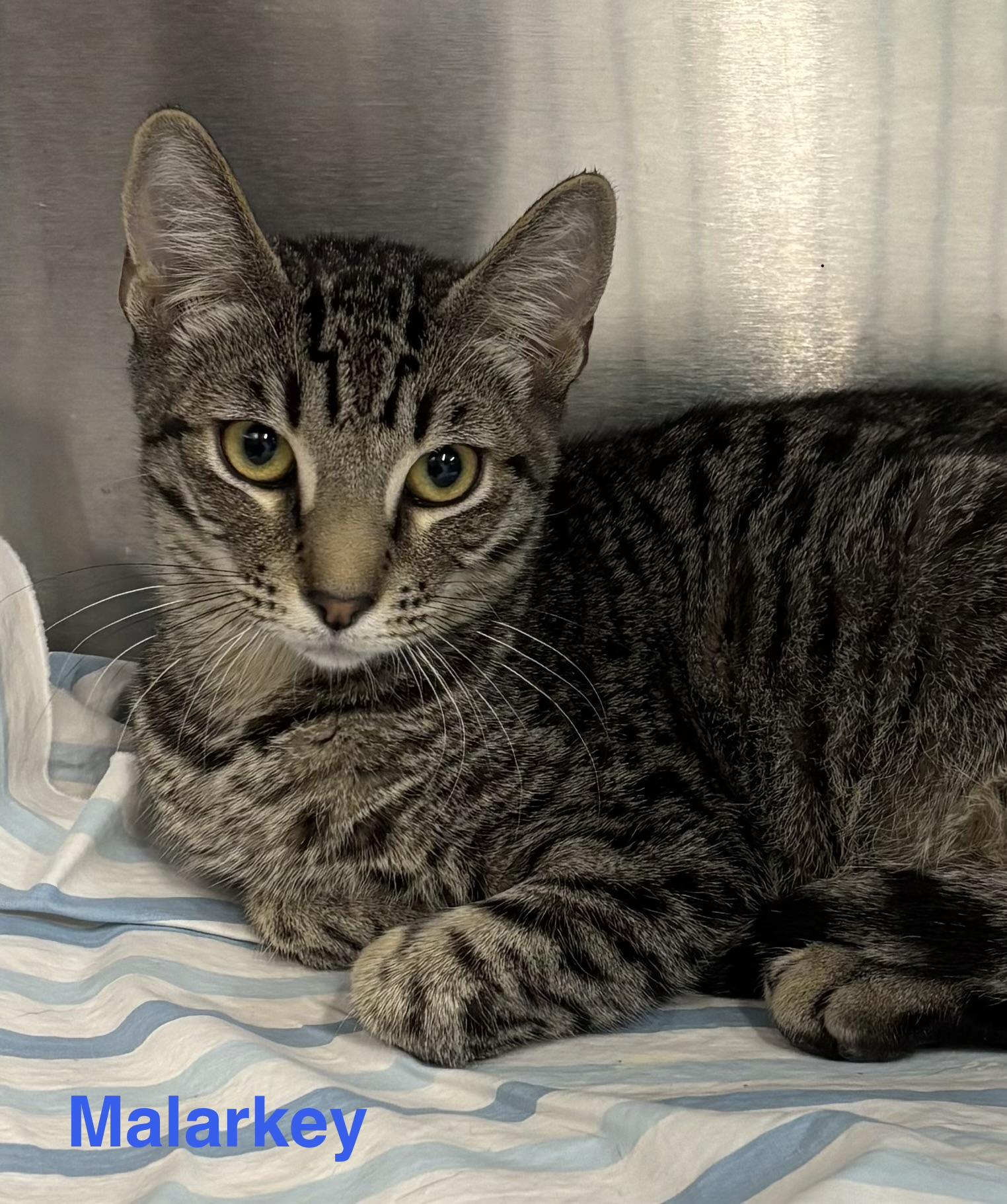Malarkey, ADOPTABLE, Young Male Tabby.