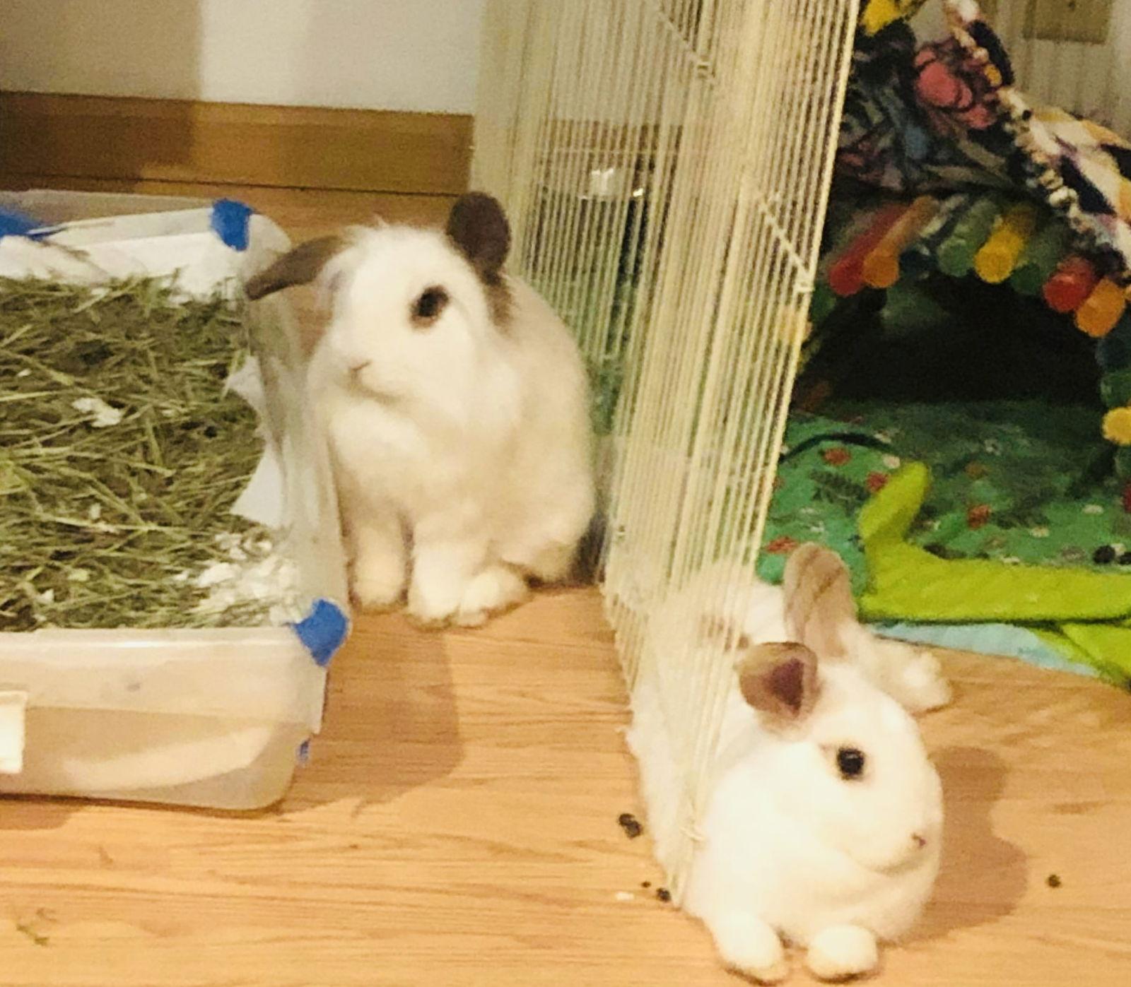 Enlarge Miley, a Adopted American in Mankato, MN image 1/3