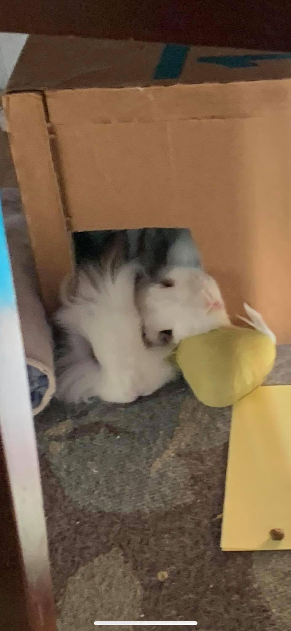 Enlarge Miley, a Adopted American in Mankato, MN image 2/3