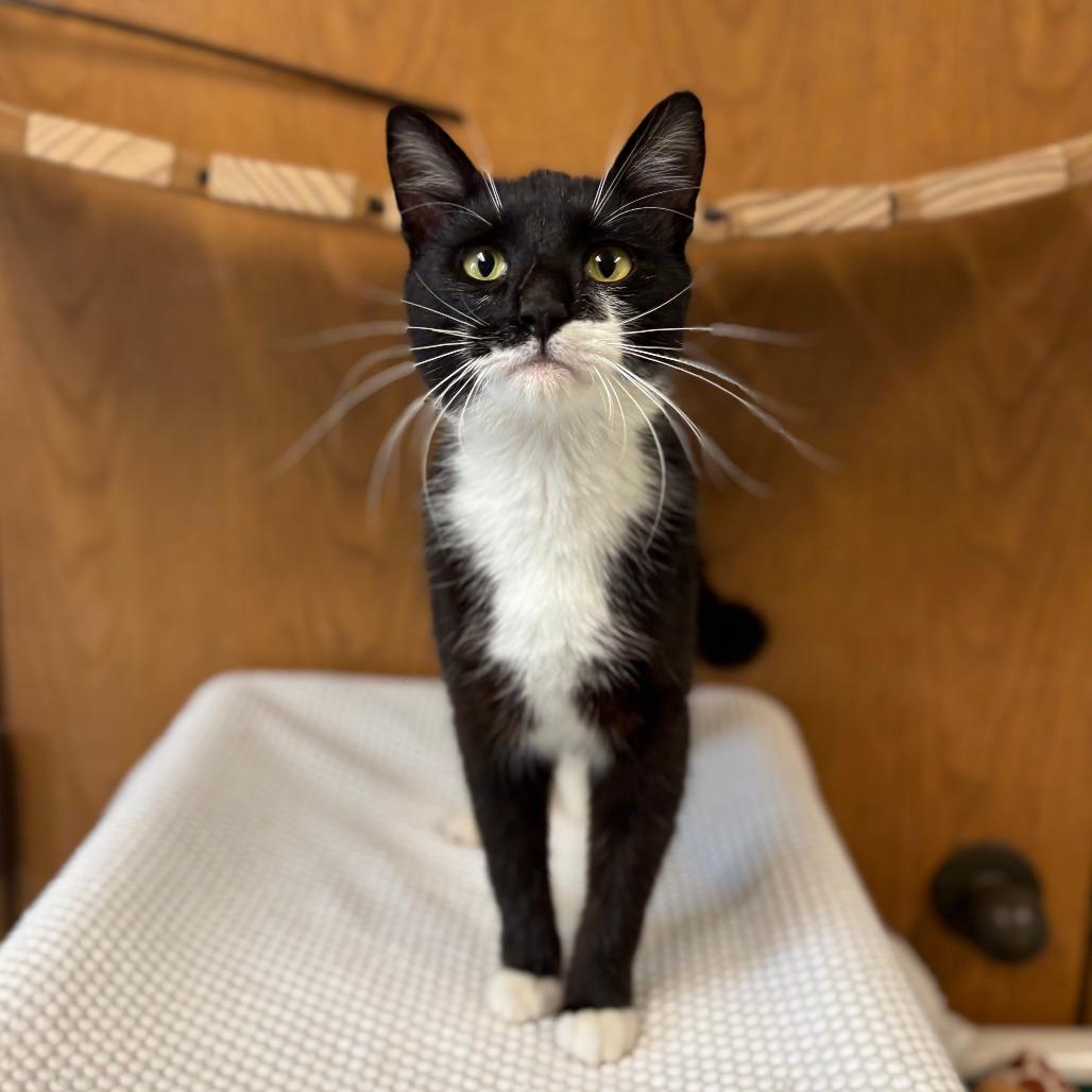 Enlarge Dos--In Foster, a Adoptable Domestic Short Hair in Fargo, ND image 1/6