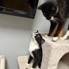 Enlarge Dos--In Foster, a Adoptable Domestic Short Hair in Fargo, ND image 2/6