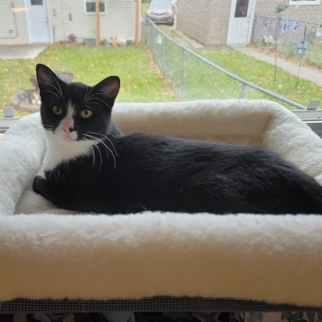 Enlarge Dos--In Foster, a Adoptable Domestic Short Hair in Fargo, ND image 3/6