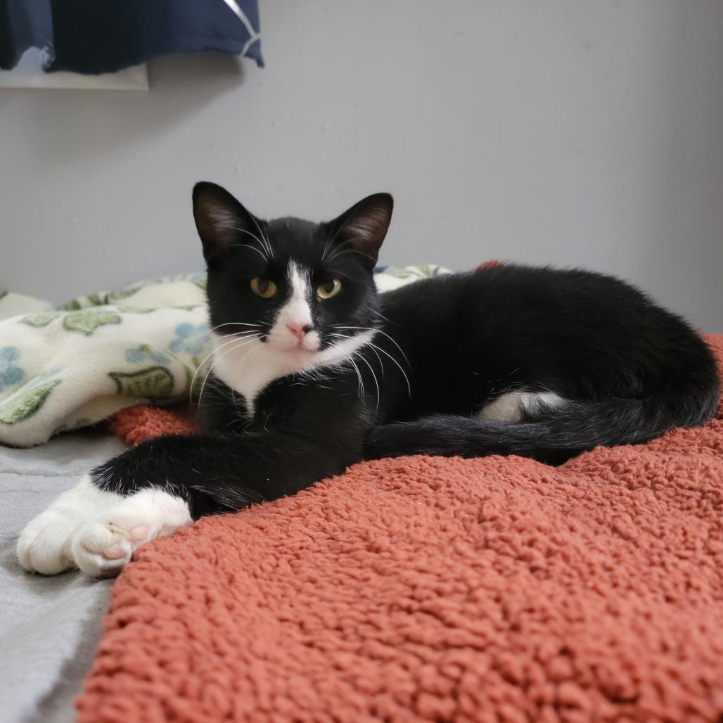 Enlarge Dos--In Foster, a Adoptable Domestic Short Hair in Fargo, ND image 4/6