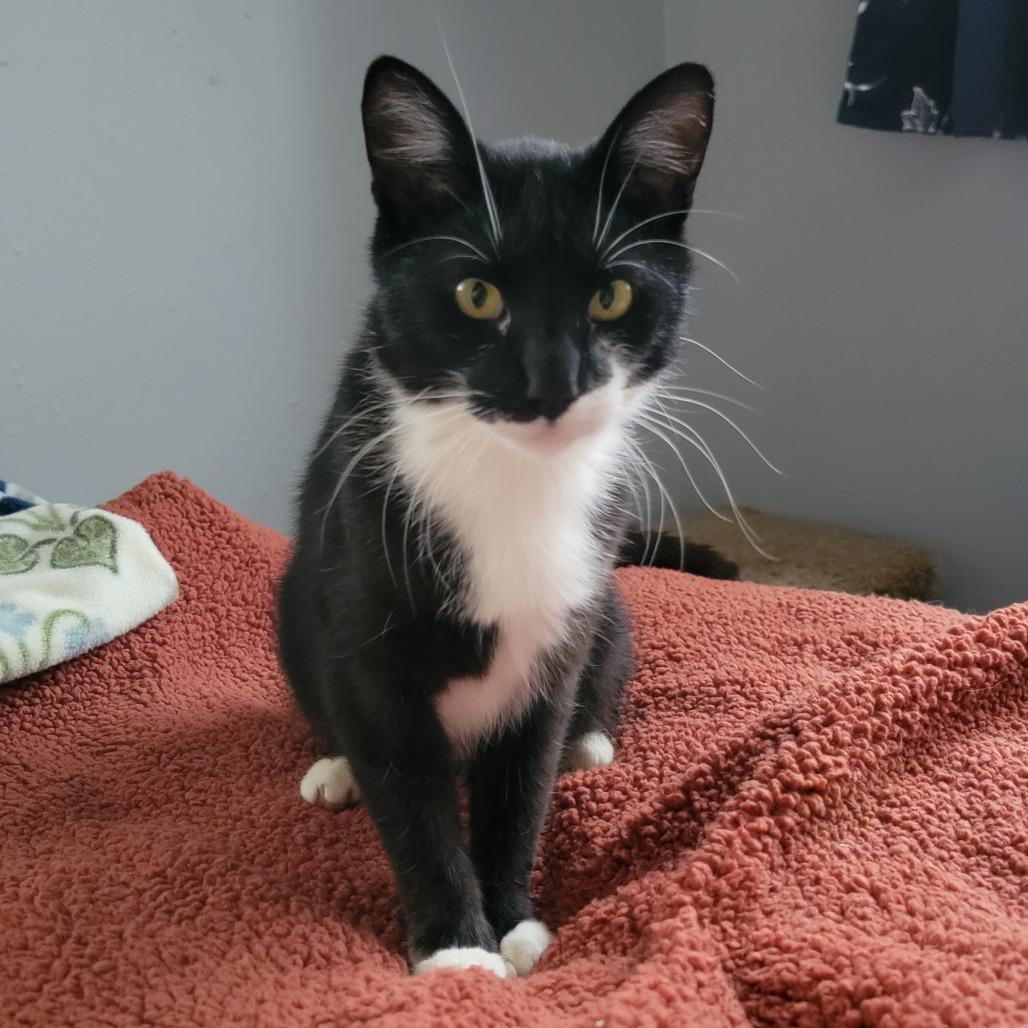 Dos--In Foster, a Adoptable Domestic Short Hair in Fargo, ND image 3/5