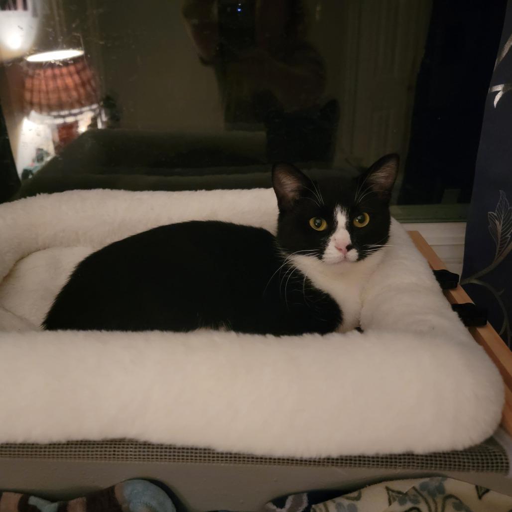 Enlarge Dos--In Foster, a Adoptable Domestic Short Hair in Fargo, ND image 5/6