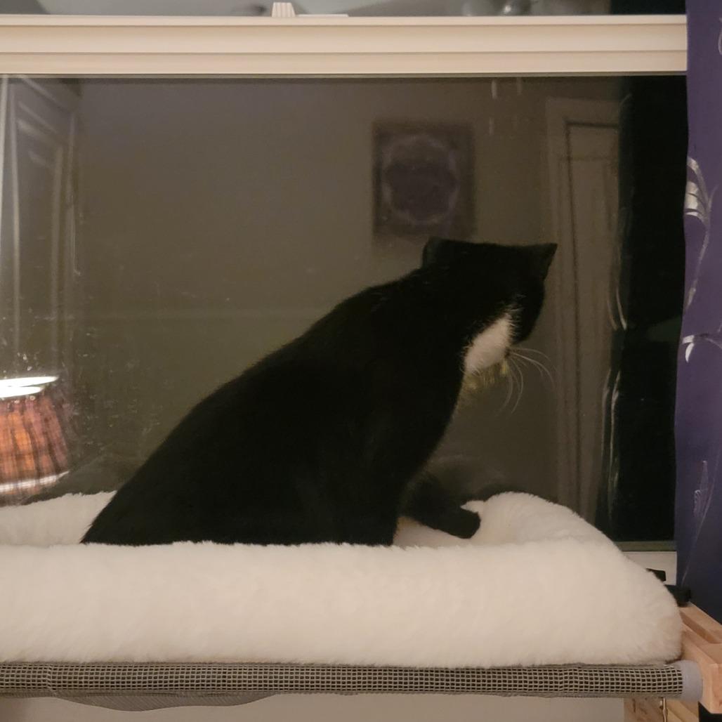 Enlarge Dos--In Foster, a Adoptable Domestic Short Hair in Fargo, ND image 6/6