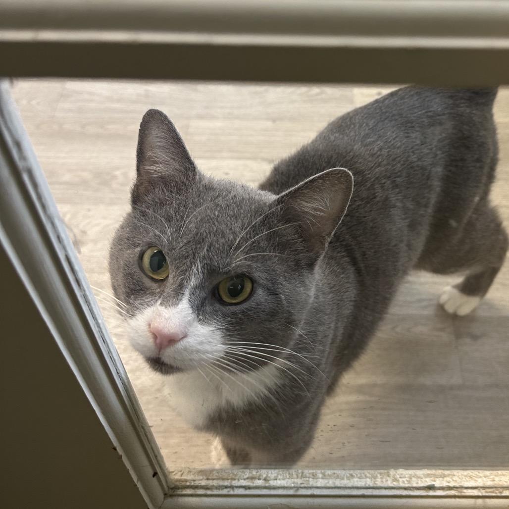 Hutch, Adoptable, Adult Male Domestic Short Hair.