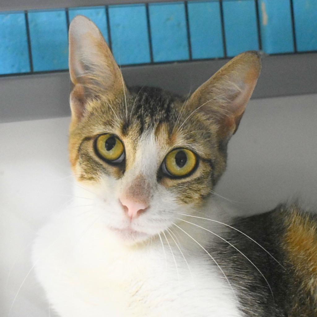 Joy, Adoptable, Young Female Domestic Short Hair.
