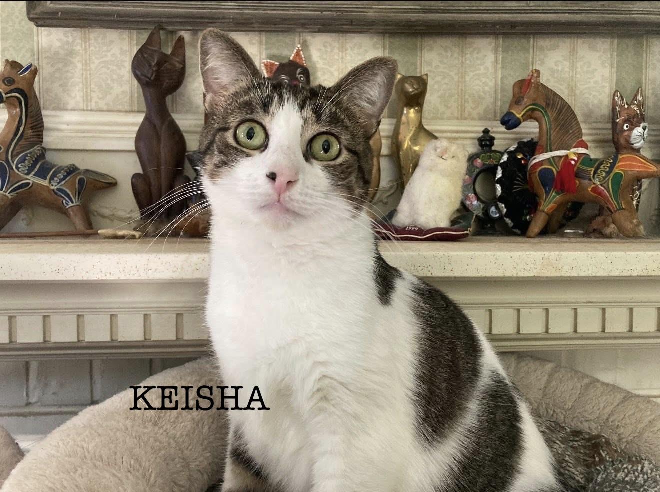 Keisha, Adoptable, Young Female American Shorthair.