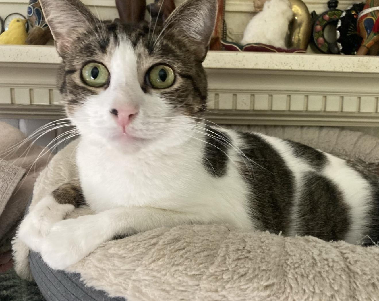 Keisha, Adoptable, Young Female American Shorthair.