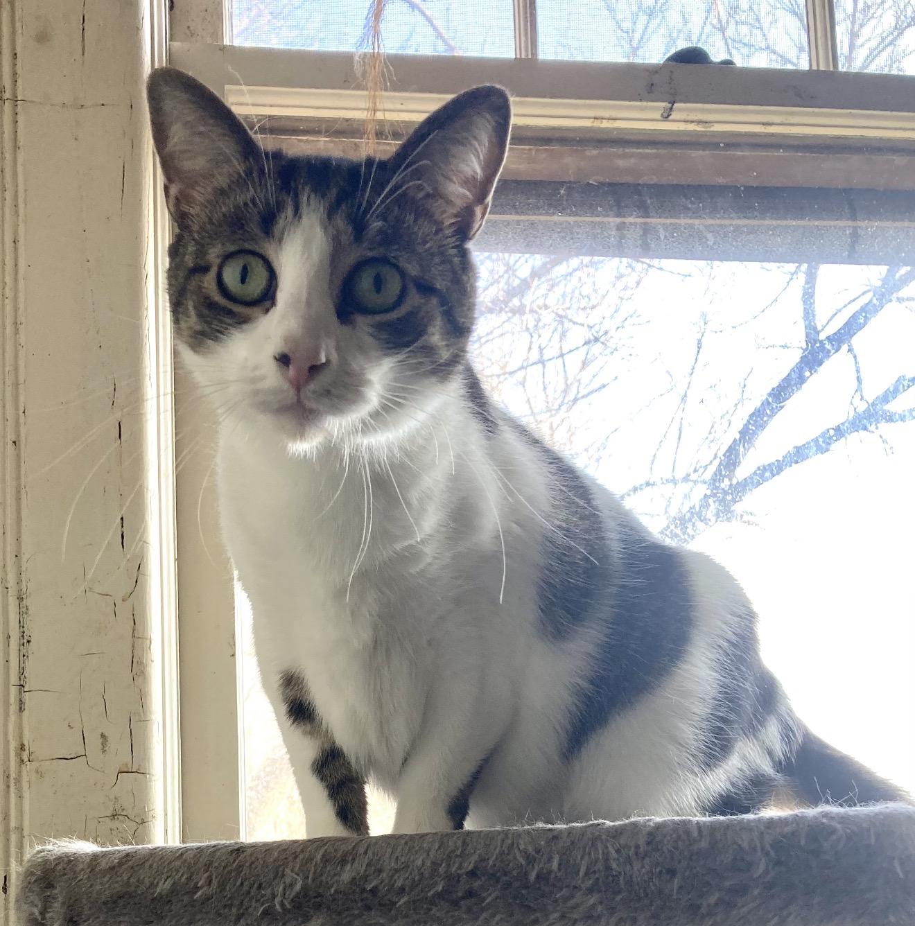 Enlarge Keisha, a Adoptable American Shorthair in Staten Island , NY image 3/3