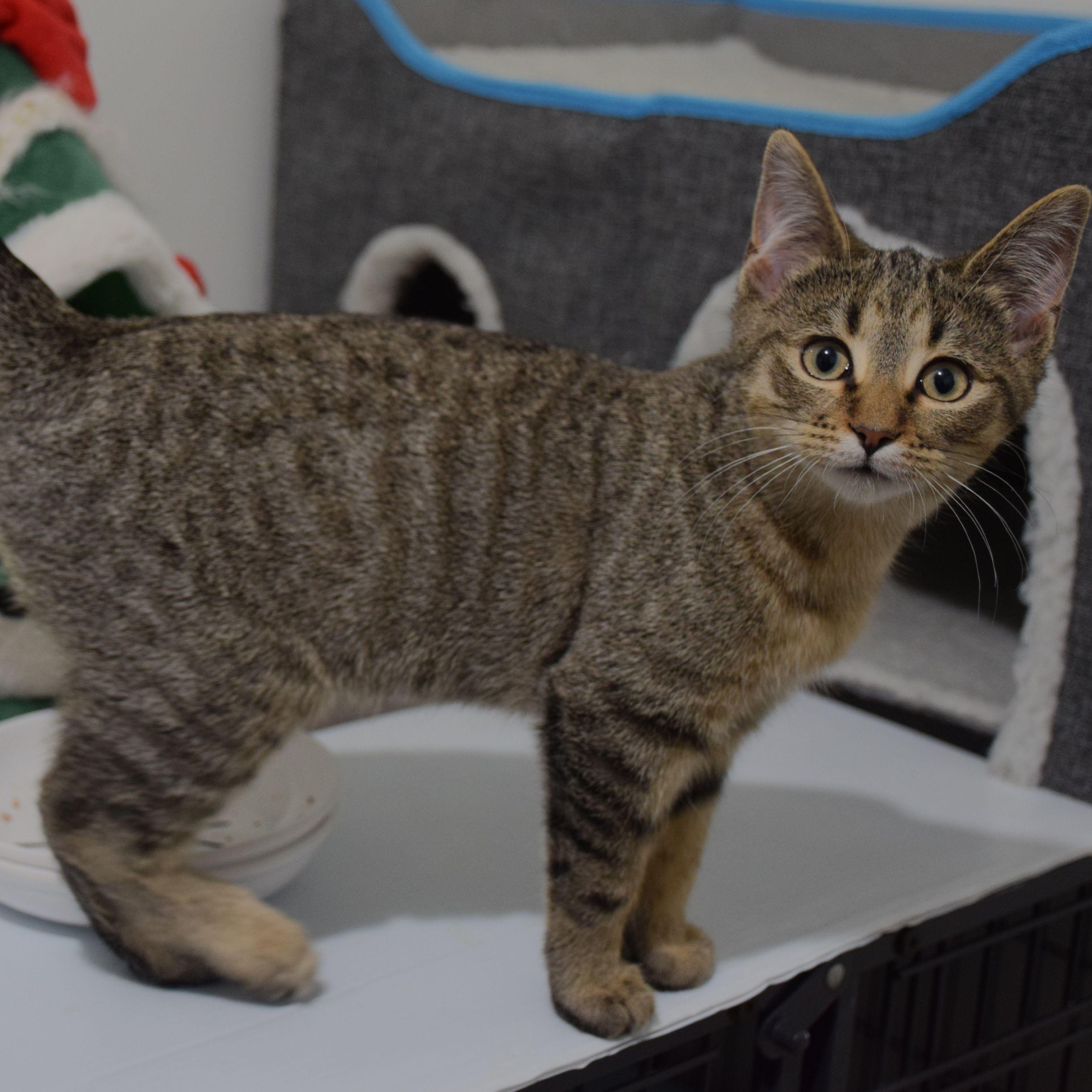 Enlarge Kimi, a ADOPTABLE Tabby in Claresholm, AB image 1/1