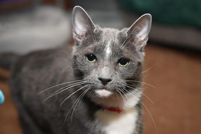 KEHLANI, Adoptable, Adult Female Domestic Short Hair & Domestic Short Hair.