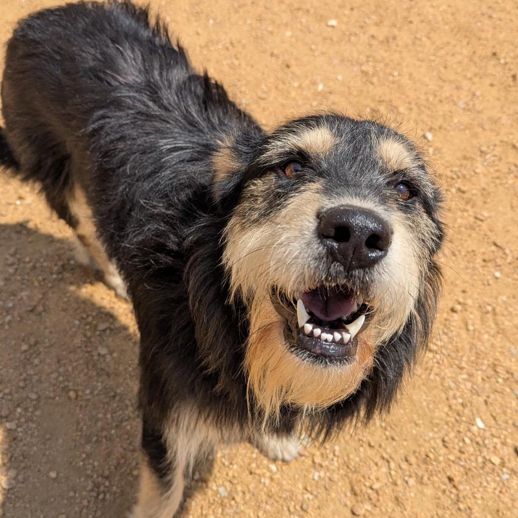 Shaggy, Adoptable, Adult Male Mixed Breed.