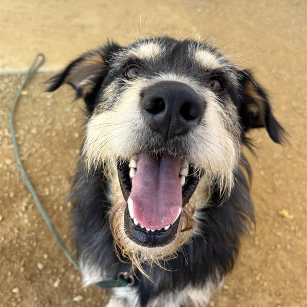 Shaggy, a Adoptable Mixed Breed in Bentonville, AR image 2/3