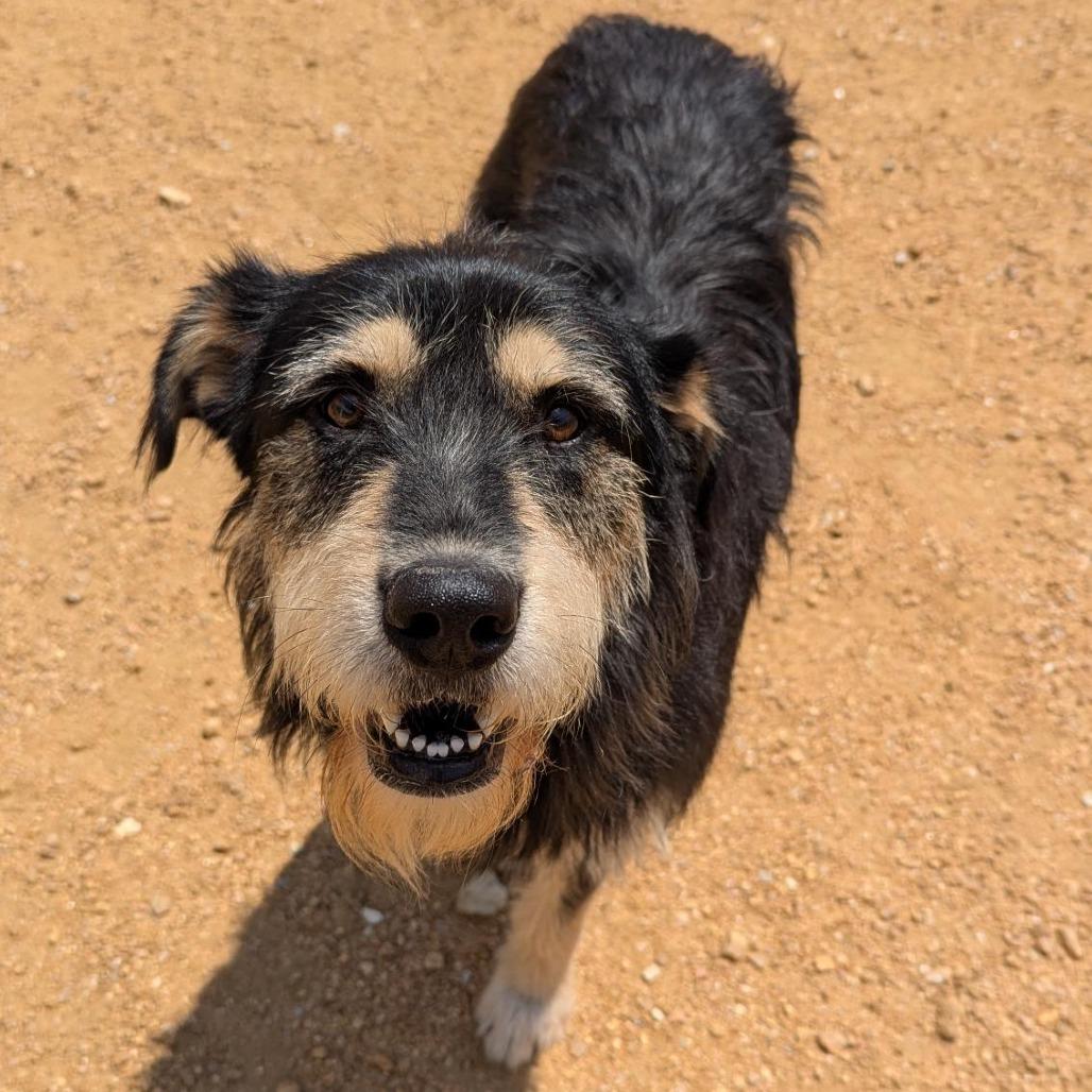 Shaggy, a Adoptable Mixed Breed in Bentonville, AR image 3/3